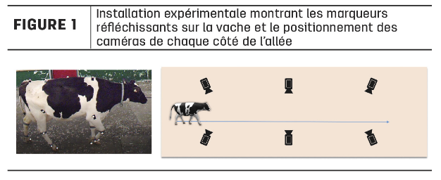 Research Review: Using technology to improve locomotion assessments in dairy cows